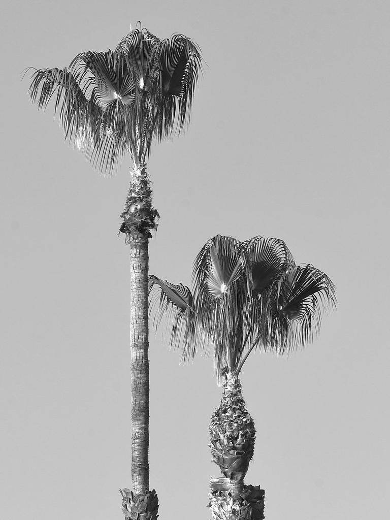 Palms.jpg