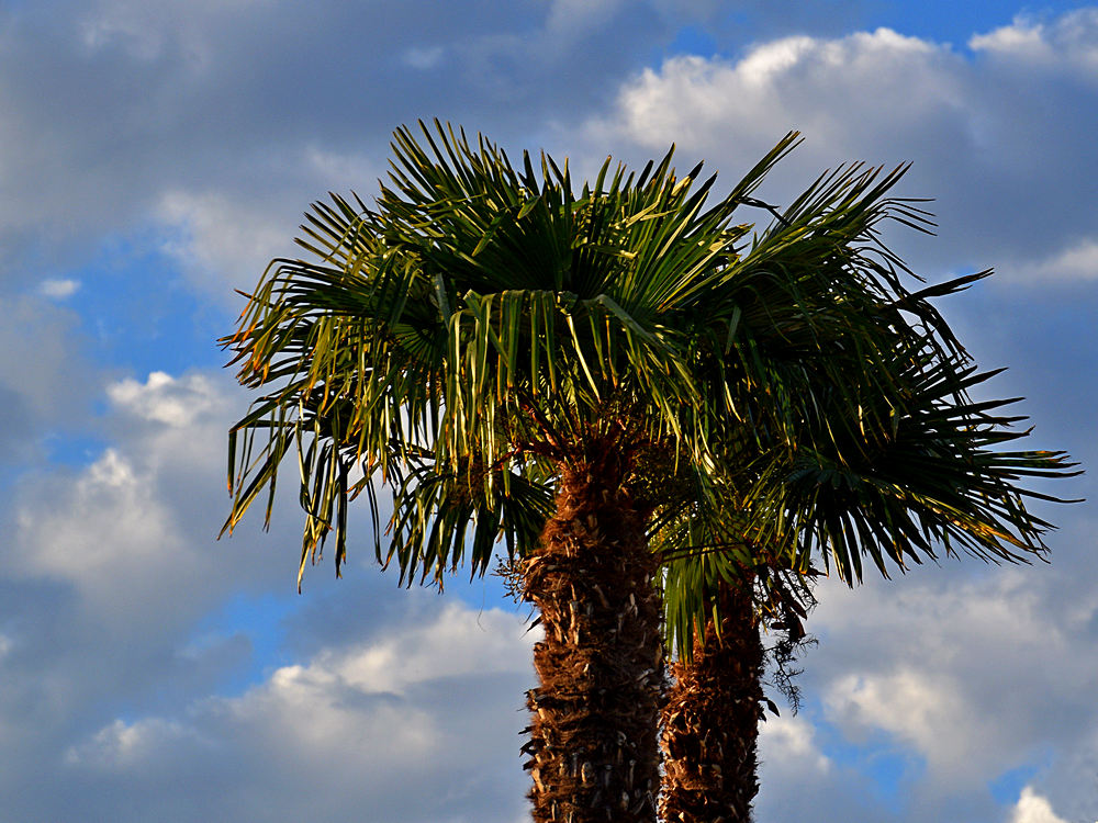 Palms2.jpg