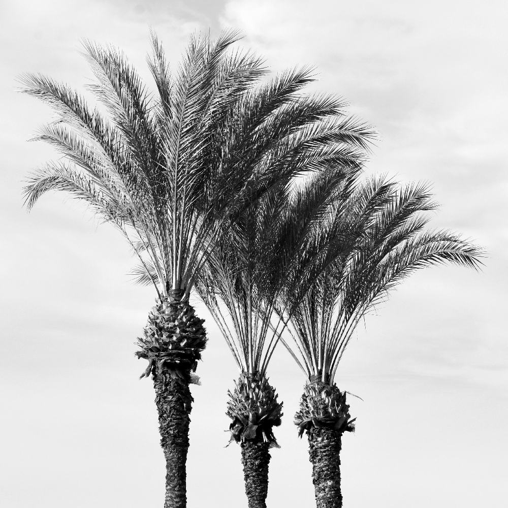 Palms2.jpg