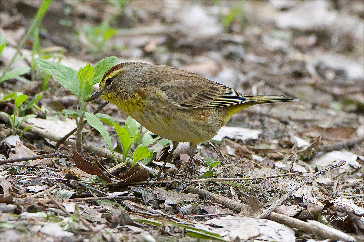 PalmWarbler5095 sm.jpg