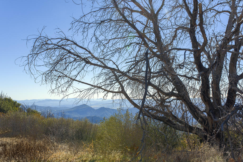 Palomar Mountain #1.jpg