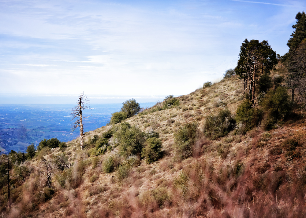 Palomar Mountain #3.jpg