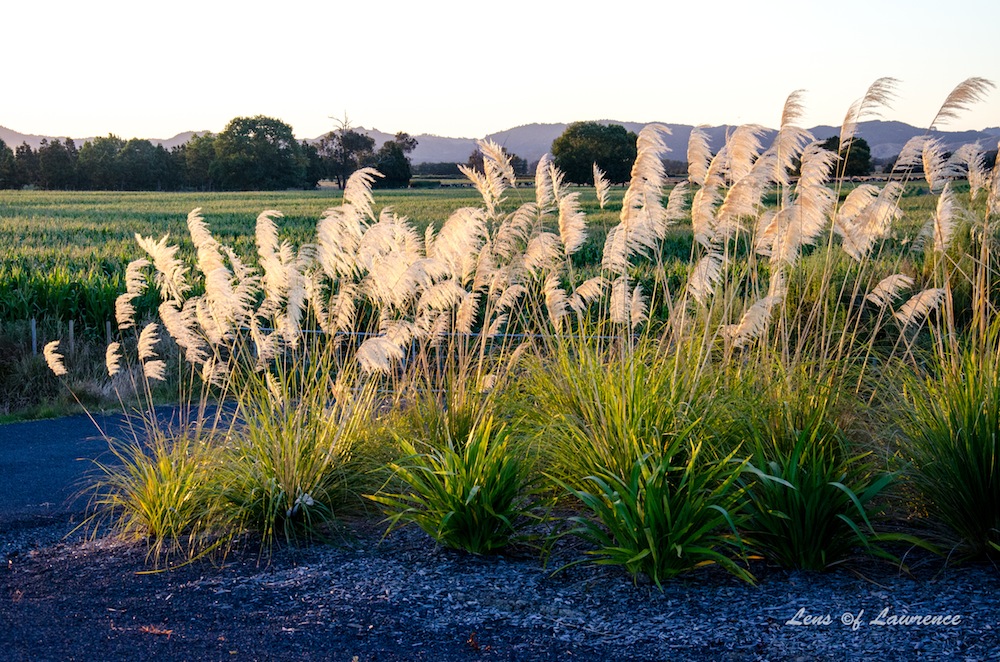 Pampas Grass LOL.jpg