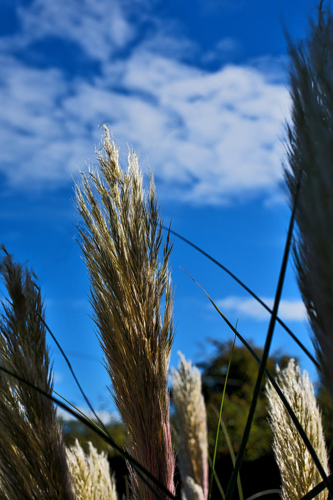 Pampus-Grass.jpg