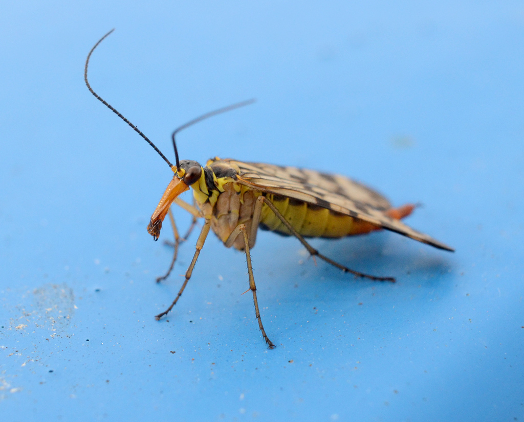 Panorpa communis - Common Scorpionfly female.jpg
