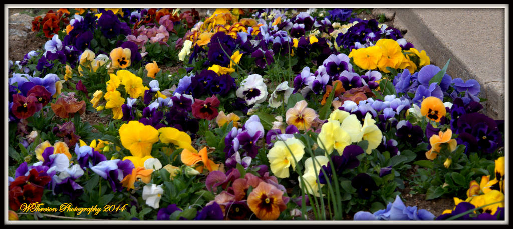 Pansie Garden 2.jpg