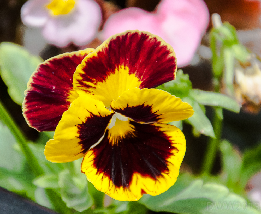 Pansy (1 of 1).jpg