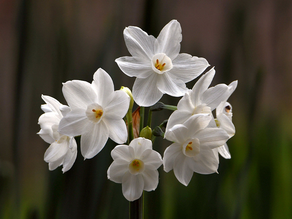 PaperWhites.jpg