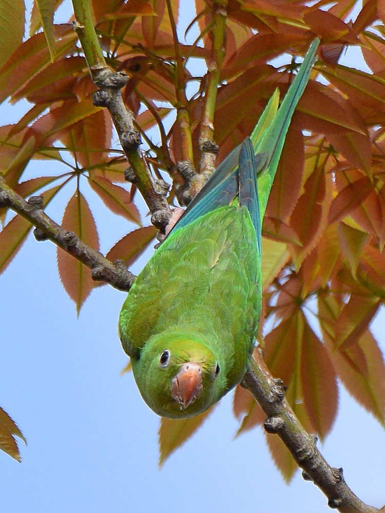 Parakeet.jpg