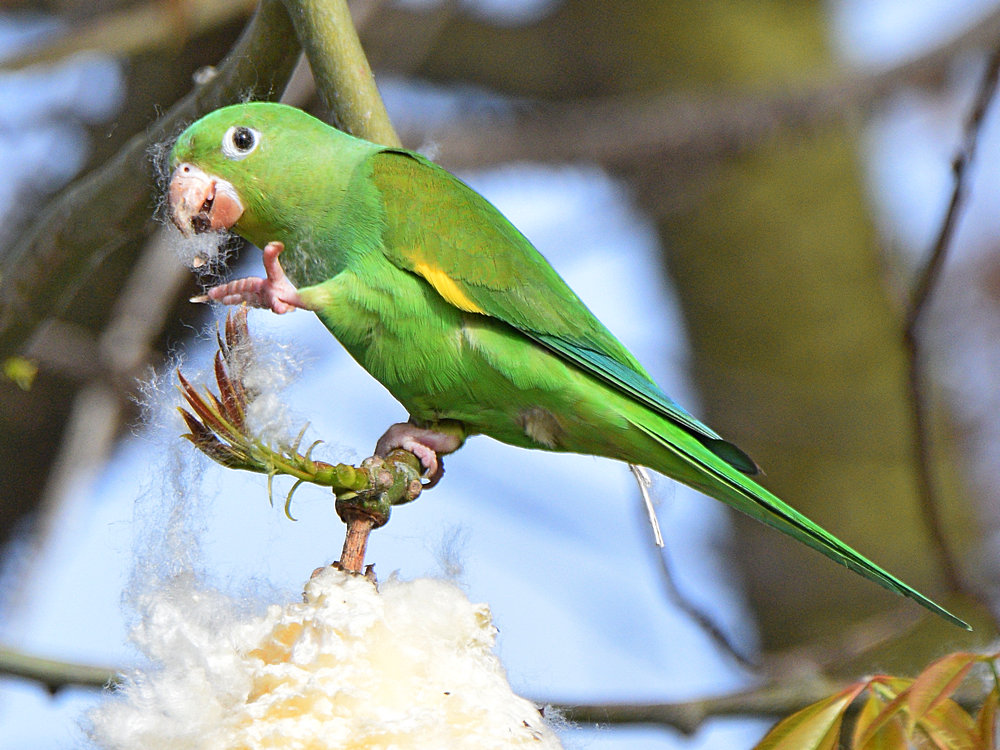 Parakeet10.jpg