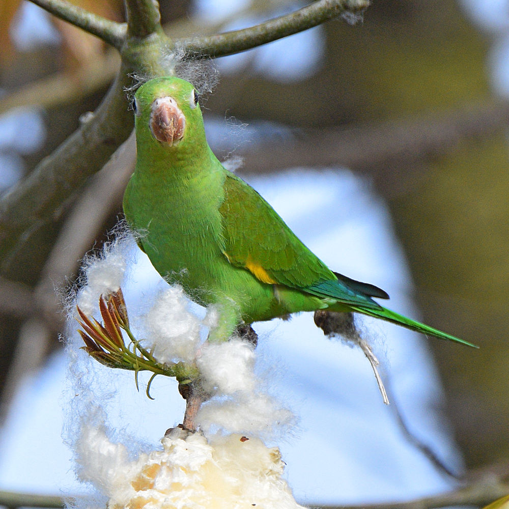 Parakeet11.jpg