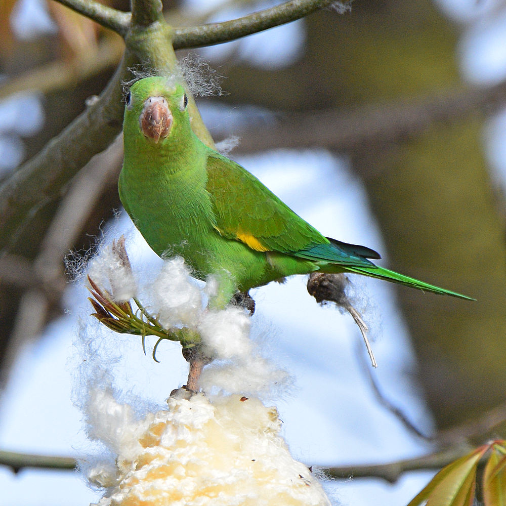 Parakeet12.jpg
