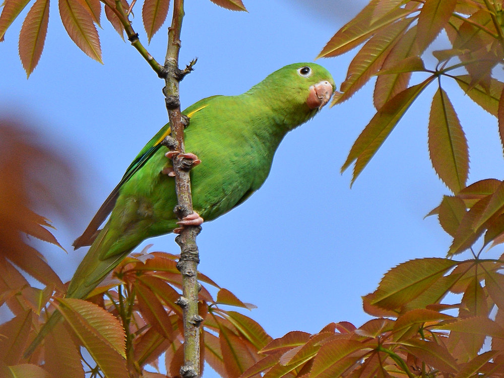 Parakeet2.jpg