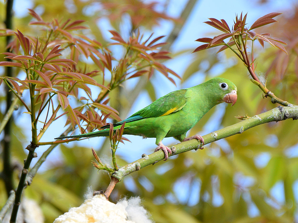Parakeet3.jpg