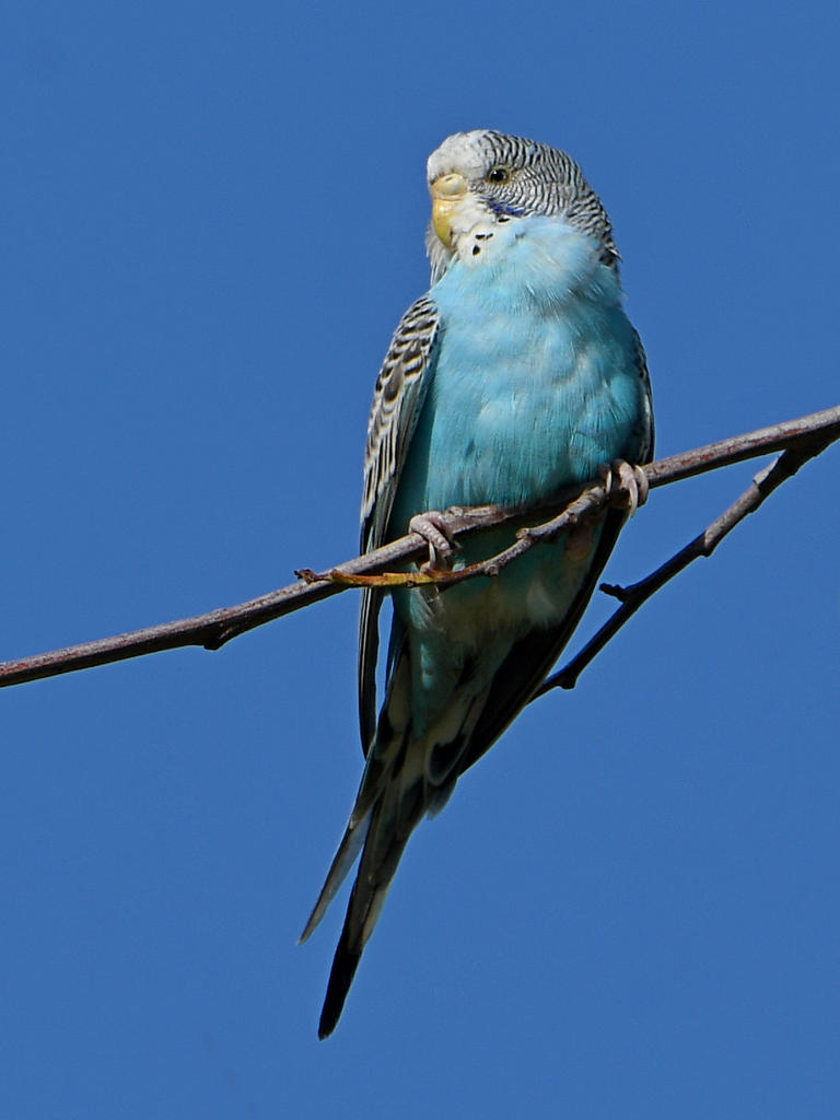 Parakeet3.jpg