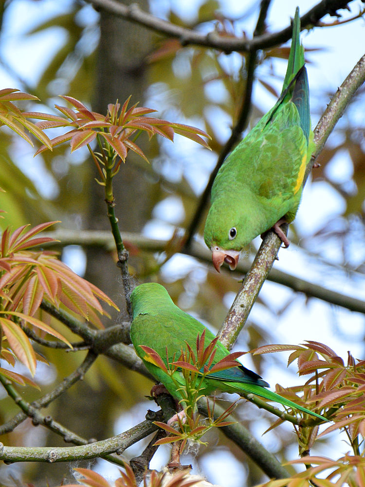 Parakeet4.jpg