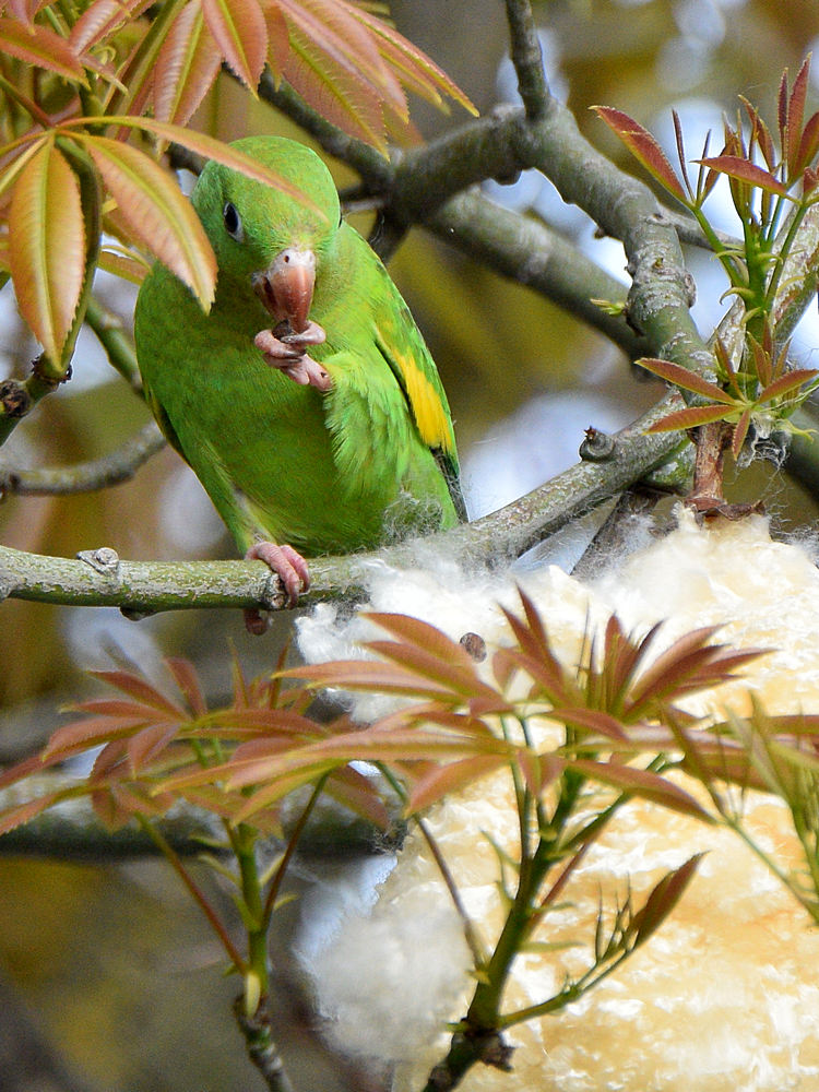Parakeet6.jpg