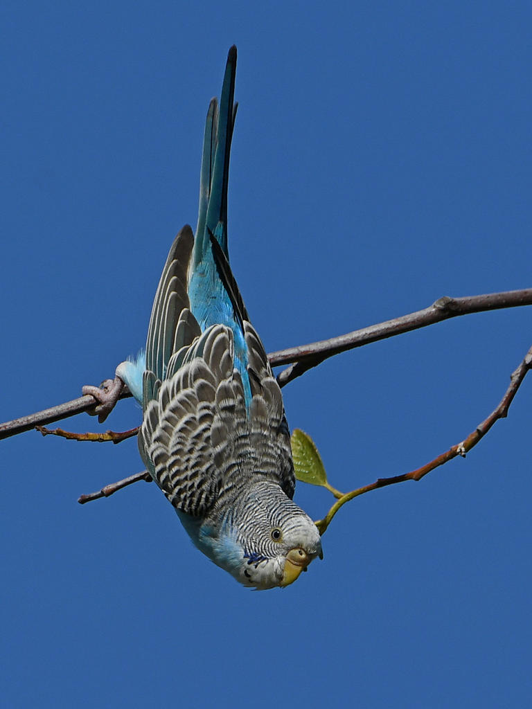 Parakeet6.jpg