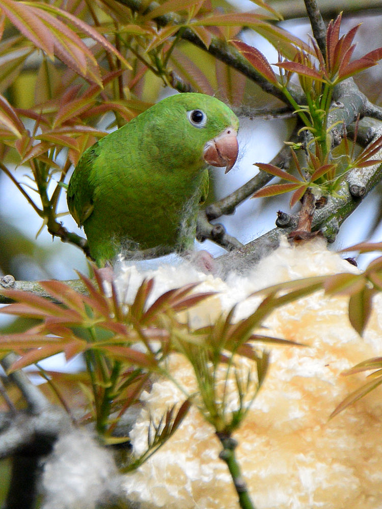 Parakeet7.jpg