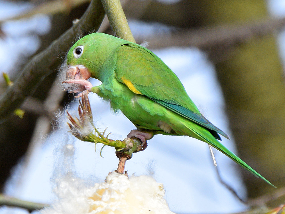 Parakeet9.jpg