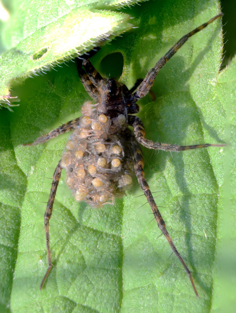 Pardosa agricola with babies.jpg