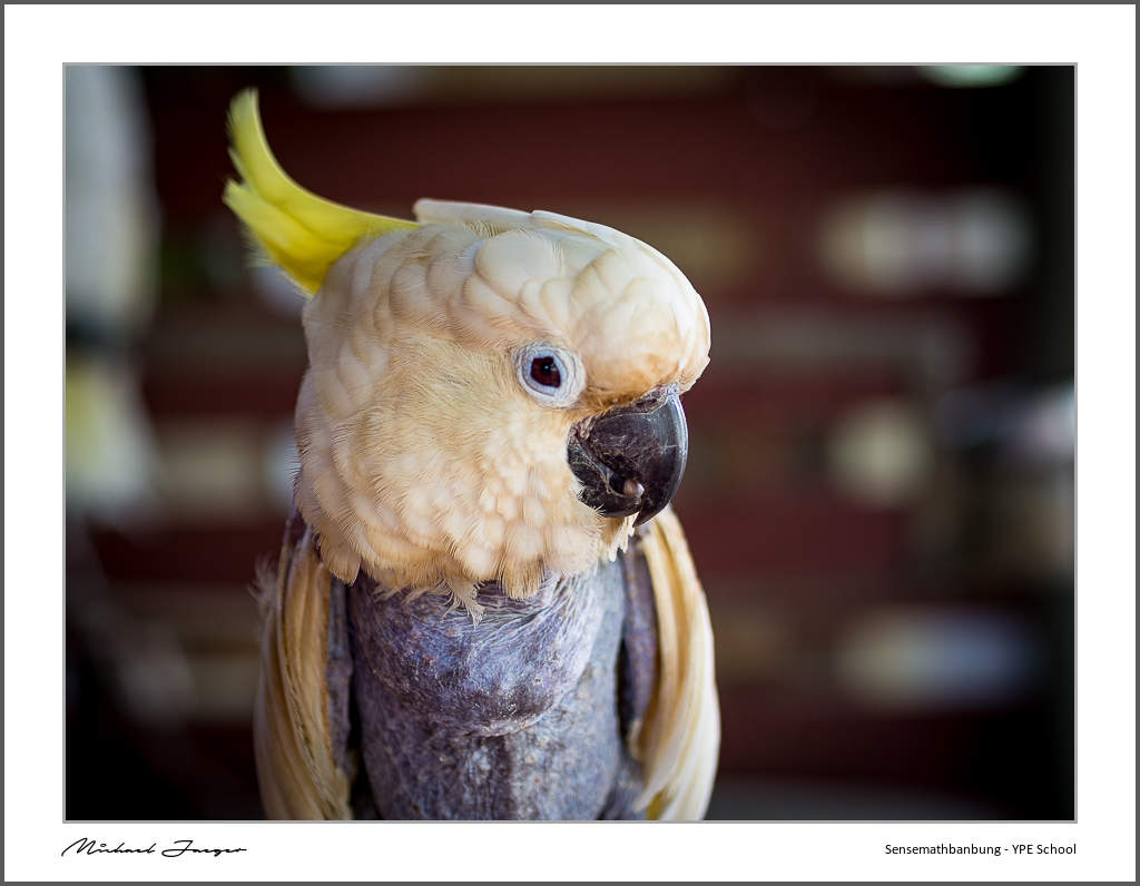 parot-1.jpg