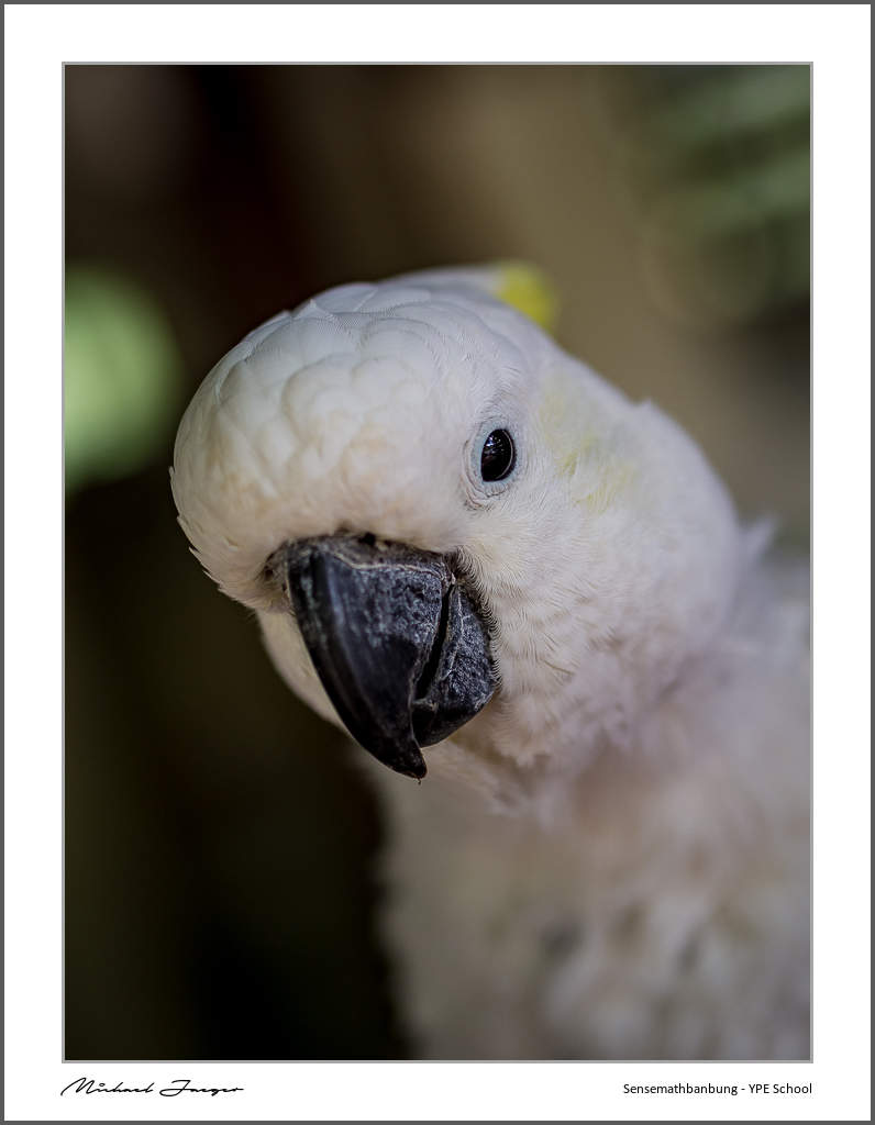parot-4.jpg