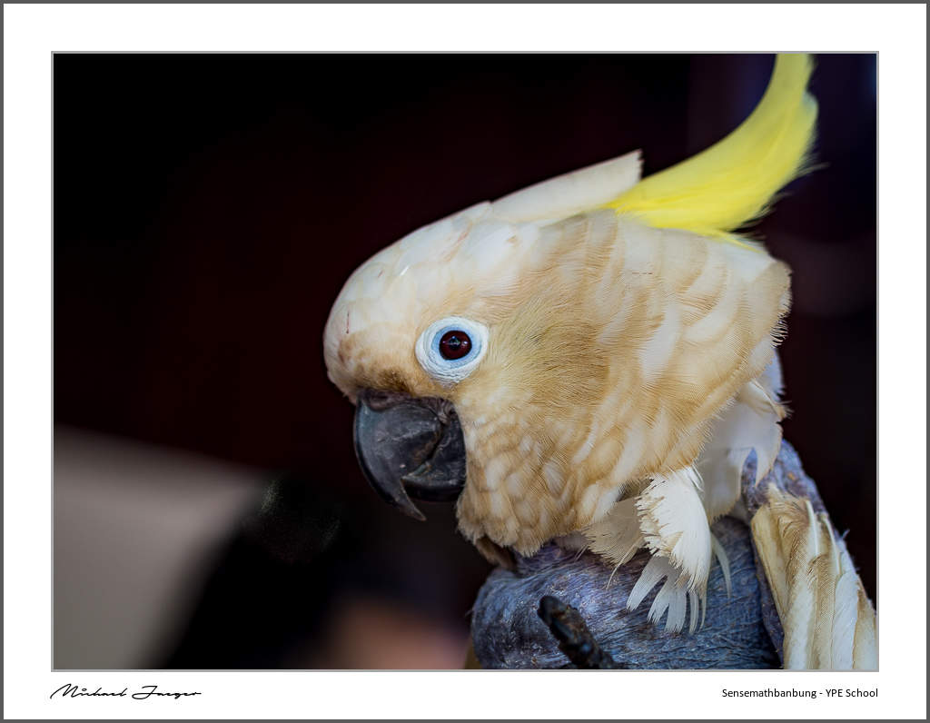 parot-6.jpg