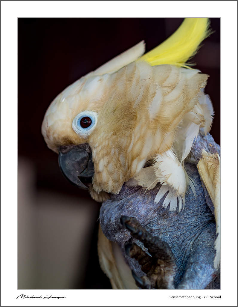 parot-7.jpg
