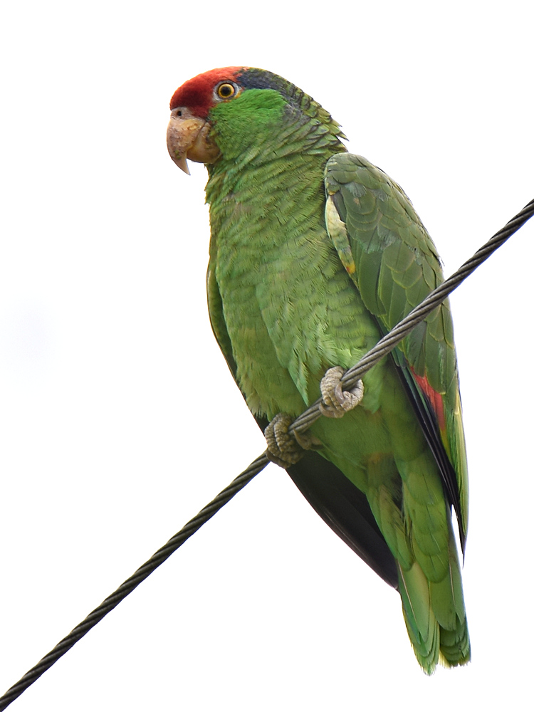 Parrot.jpg