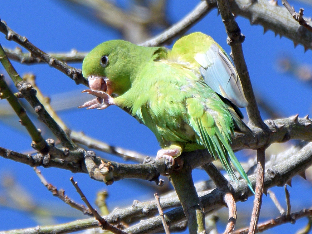Parrot.jpg