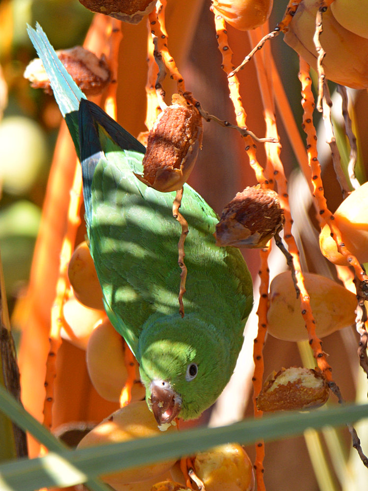 Parrot.jpg