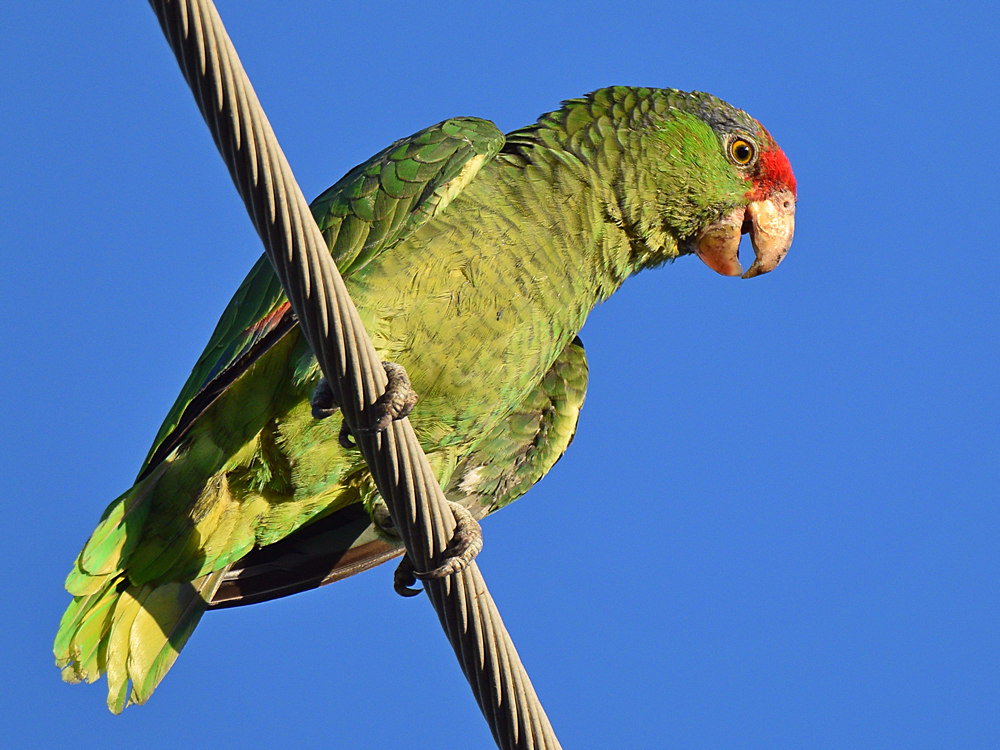 Parrot.jpg