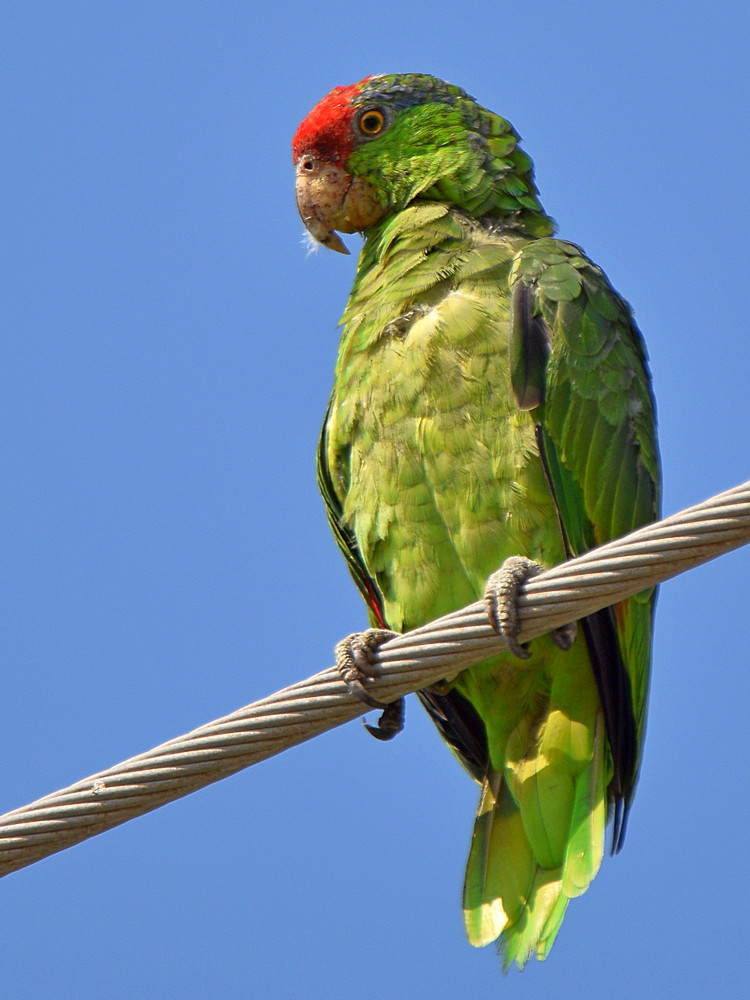 Parrot.jpg
