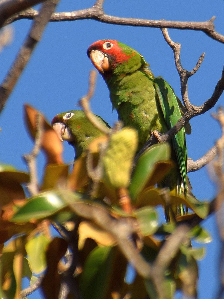 Parrot.jpg