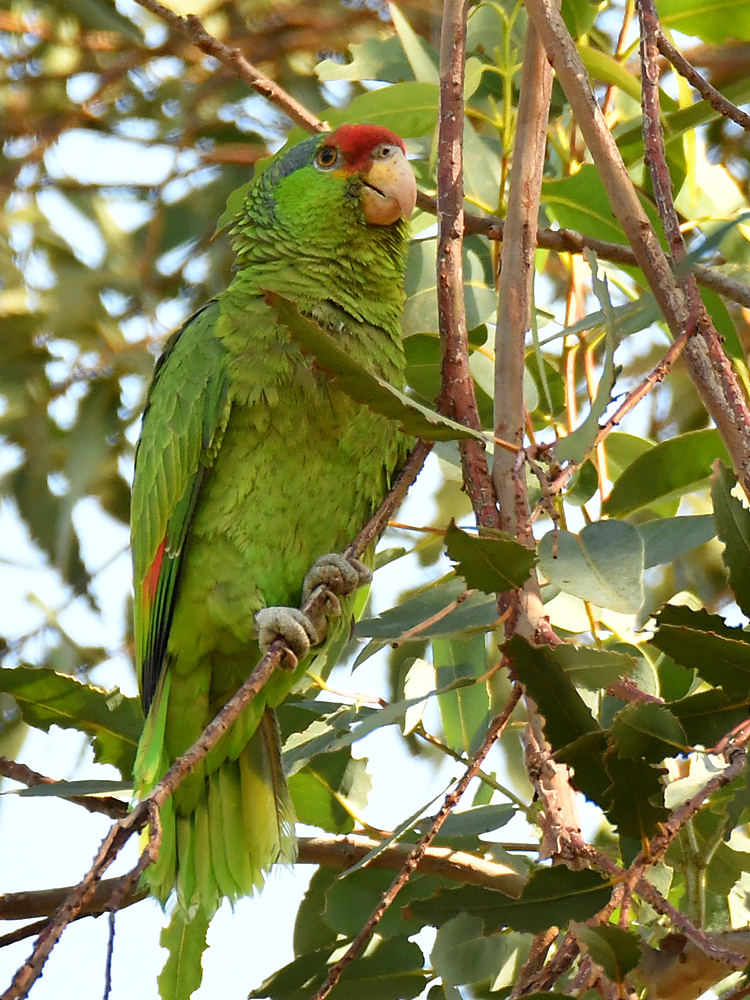 Parrot.jpg