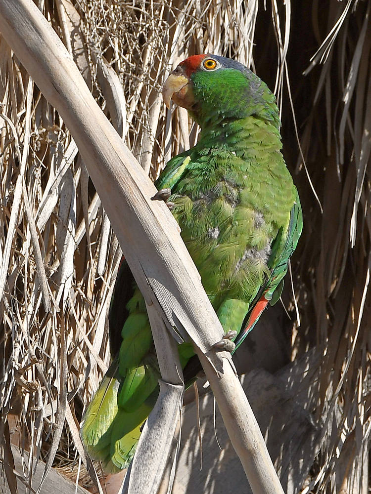 Parrot.jpg
