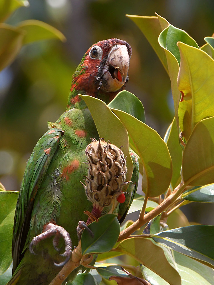 Parrot.jpg
