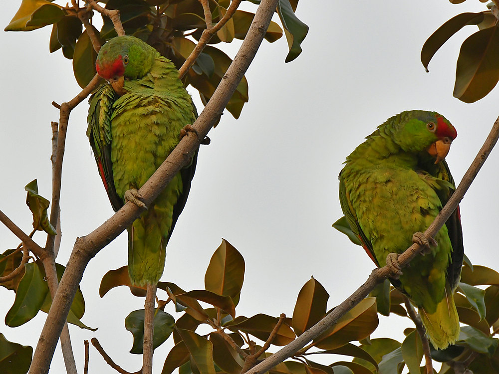 Parrot10.jpg