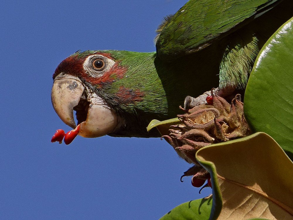 Parrot10.jpg