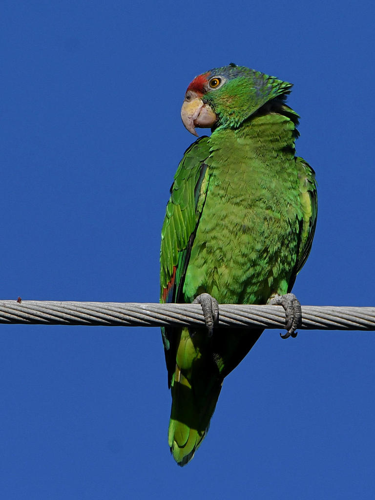 Parrot10.jpg
