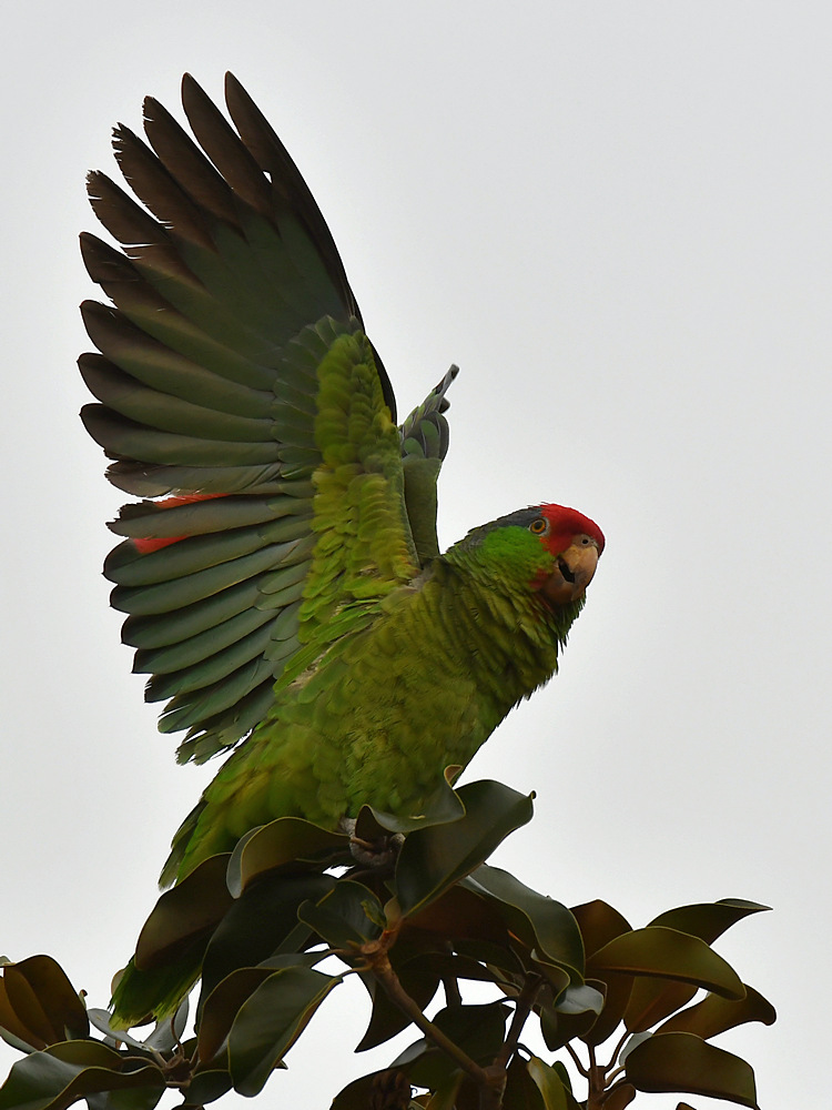 Parrot12.jpg