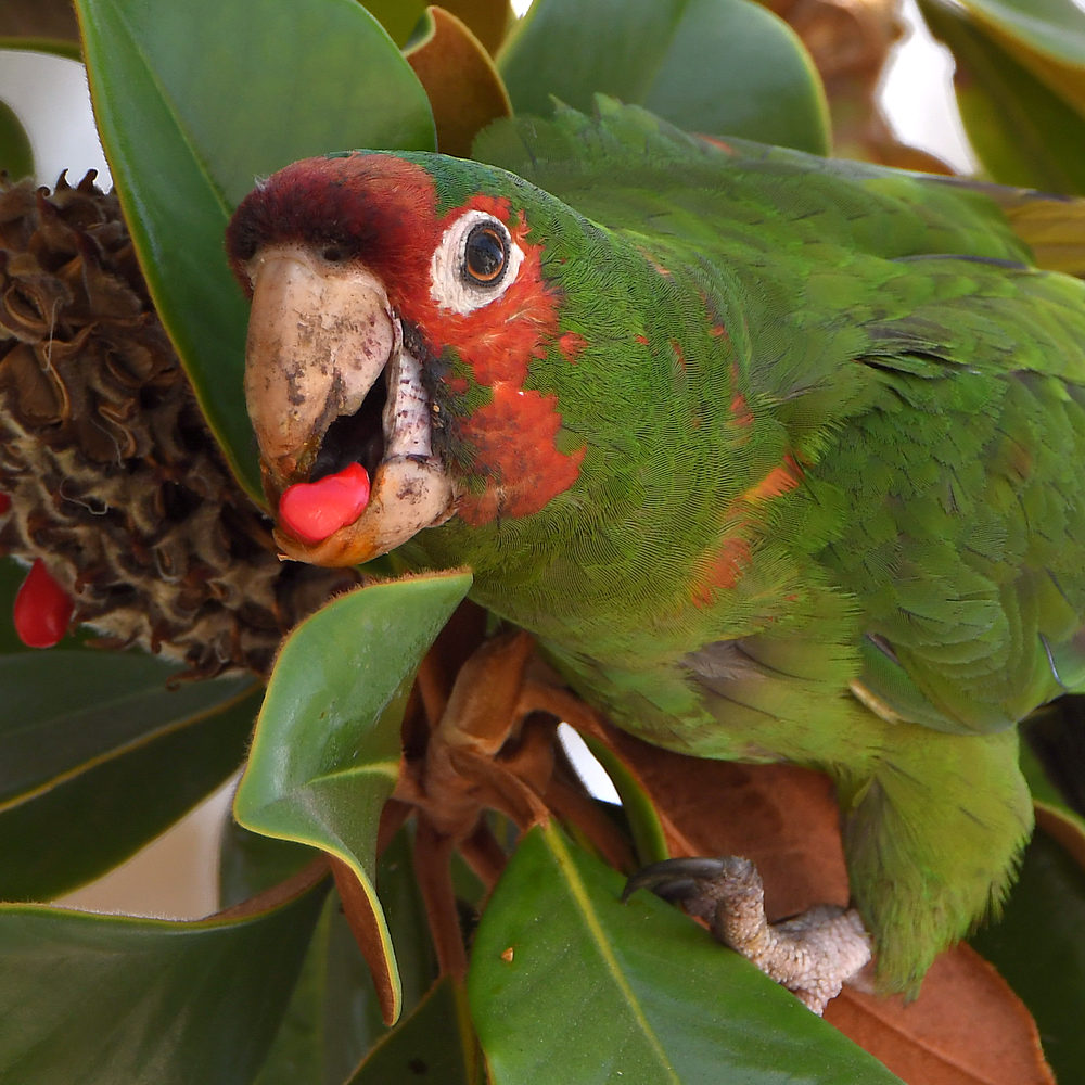 Parrot13.jpg