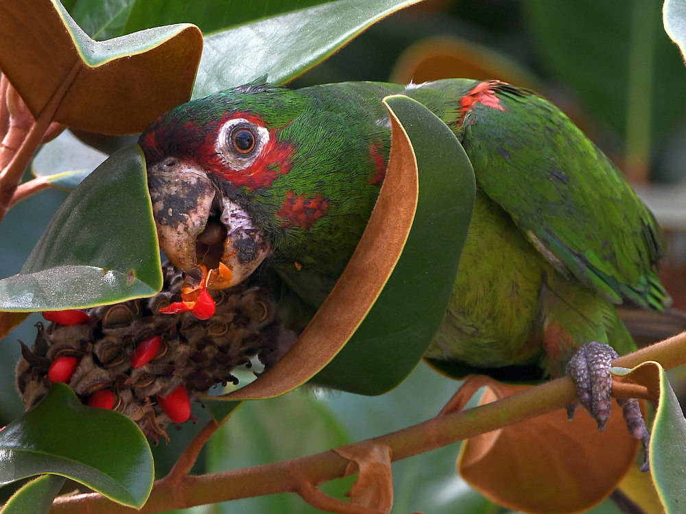 Parrot16.jpg