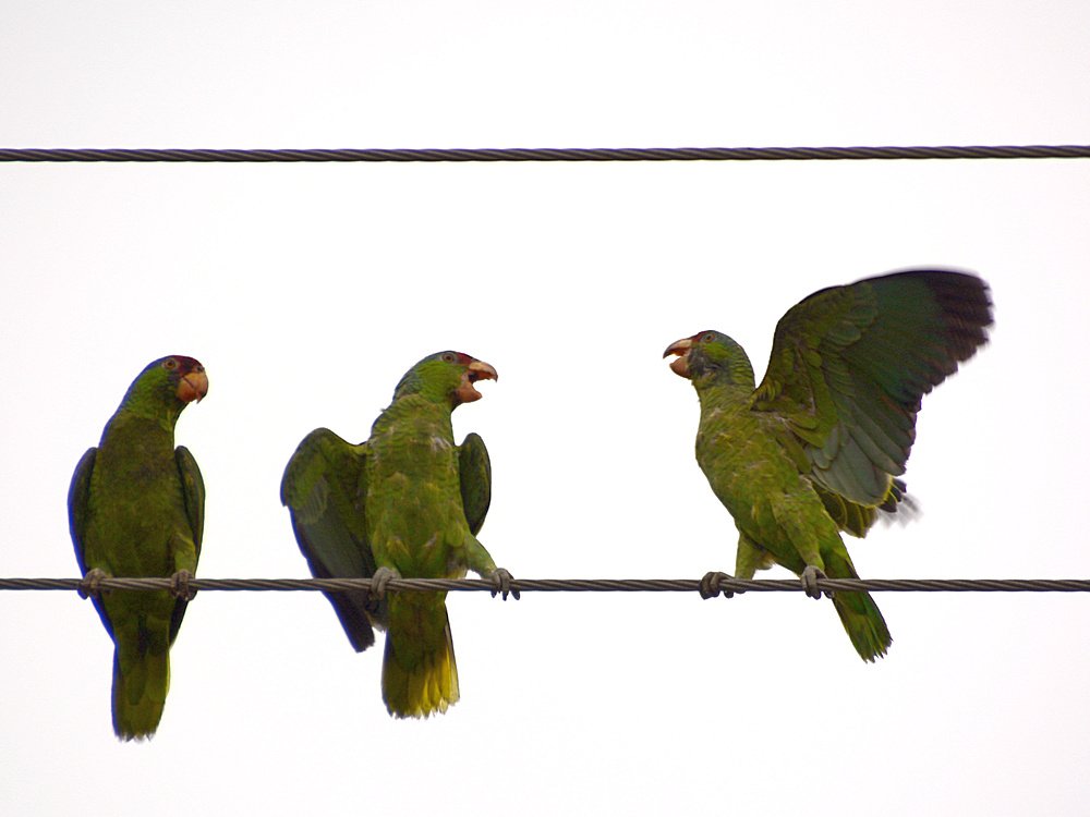Parrot19.jpg