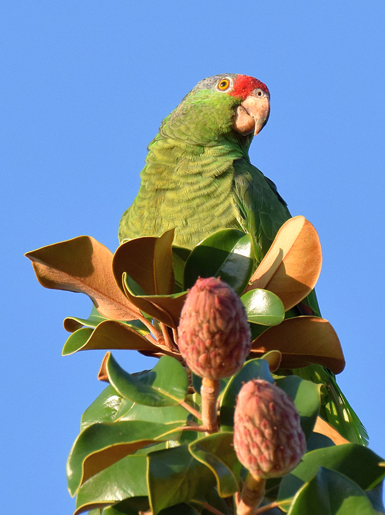 Parrot2.jpg
