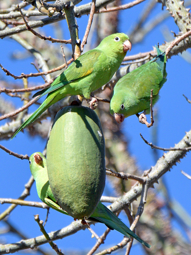 Parrot2.jpg