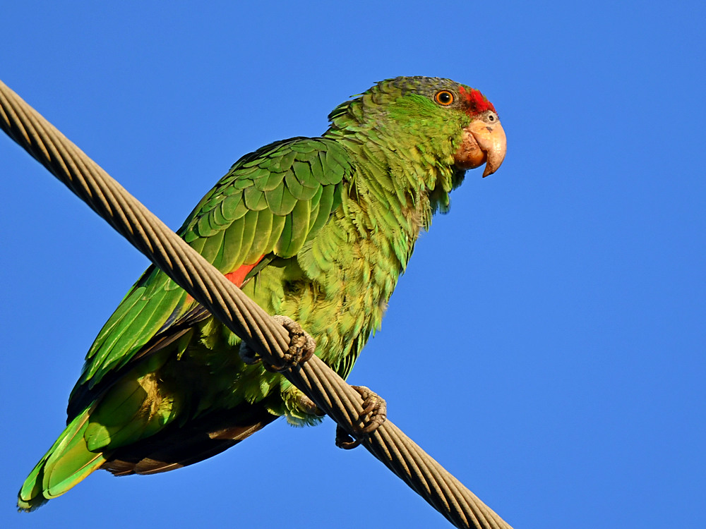 Parrot2.jpg
