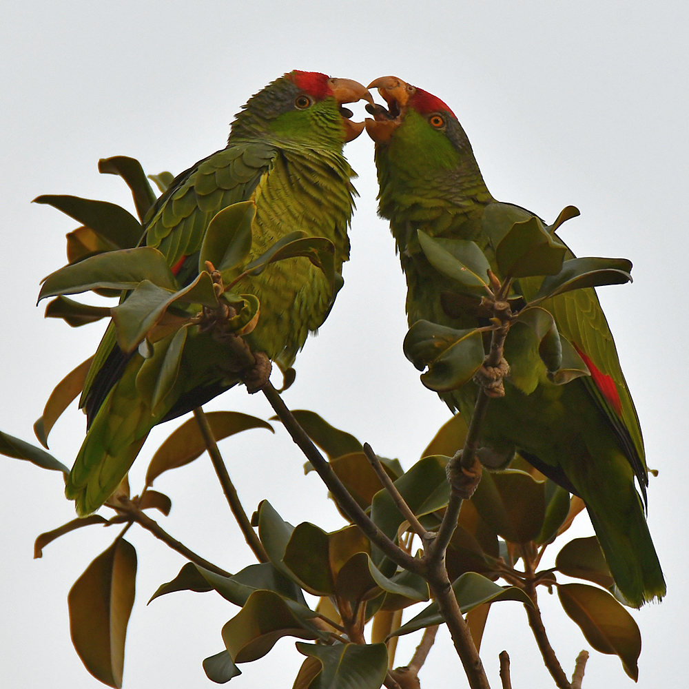 Parrot2.jpg