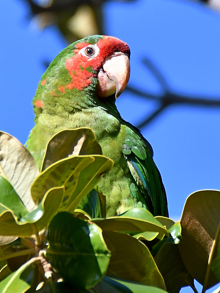 Parrot2.jpg